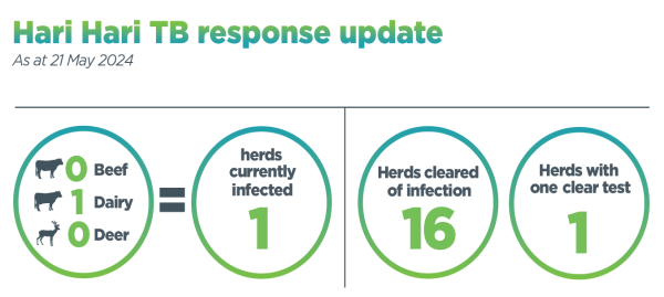 Infographic titled Hari Hari TB response update, 18 January 2023. It shows 6 herds are infected, 8 herds have been cleared of infection, and 4 herds have had 1 clear test
