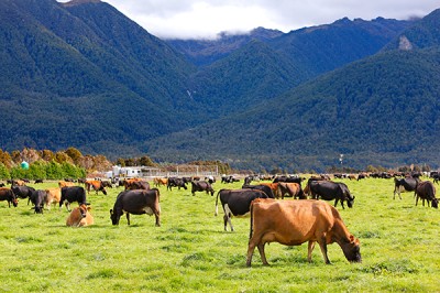 assorted cattle grazing in a field