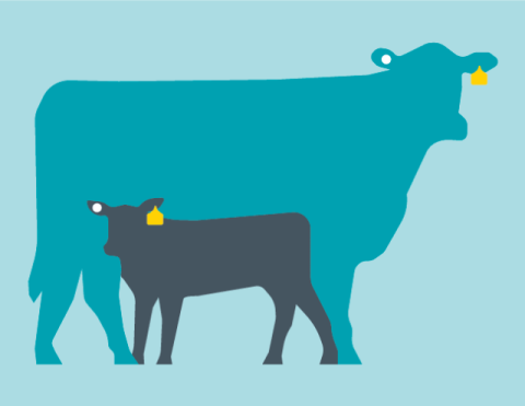 Graphic of a cow and calf with NAIT tags in their ears