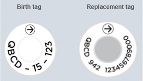 Birth and replacement tags with a dairy participant code printed on them.