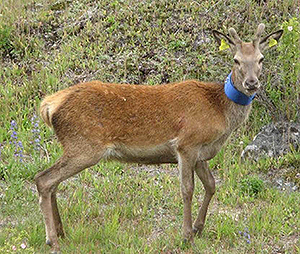 Deer standing in grassy area