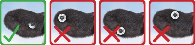 The image shows how a tag can be placed in a cow's ear. There are 4 pictures - the first shows a tag correctly placed in the inner part of the ear, alongside 3 other images showing that the tag shouldn't be placed at the edge of the ear.
