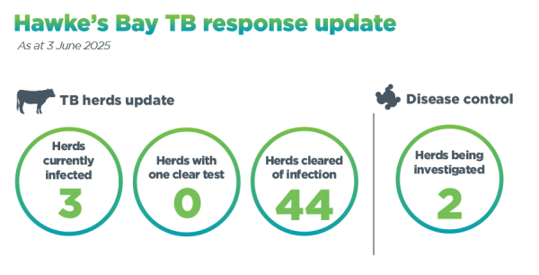 Infographic of number of infected herds in Hawke's Bay region