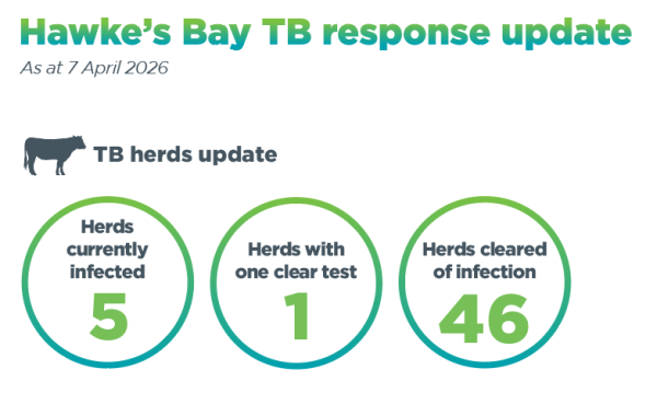 Infographic of number of infected herds in Hawke's Bay region