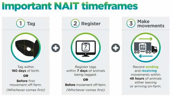 Important NAIT timeframes. Step 1: Tag within 180 days of birth, or before first off-farm movement, (whichever comes first). Step 2: Register tags within 7 days of animals being tagged, or before movement off-farm (whichever comes first). Step 3: Record sending and receiving movements within 48 hours of animals either leaving or arriving on-farm.