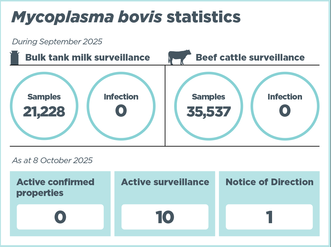 Infographic titled ‘Mycoplasma bovis statistics'. It shows that as at 6 June 2025, there were 282 confirmed properties identified since 2017. There are currently 0 active confirmed properties. National Surveillance shows 9,142 bulk tank milk samples taken, 29,945 beef samples taken, and 0 confirmed infections. Other key statistics show that since the last update in April 2025,the number of Notices of Direction issued is 0, the number of properties under active surveillance is 10.