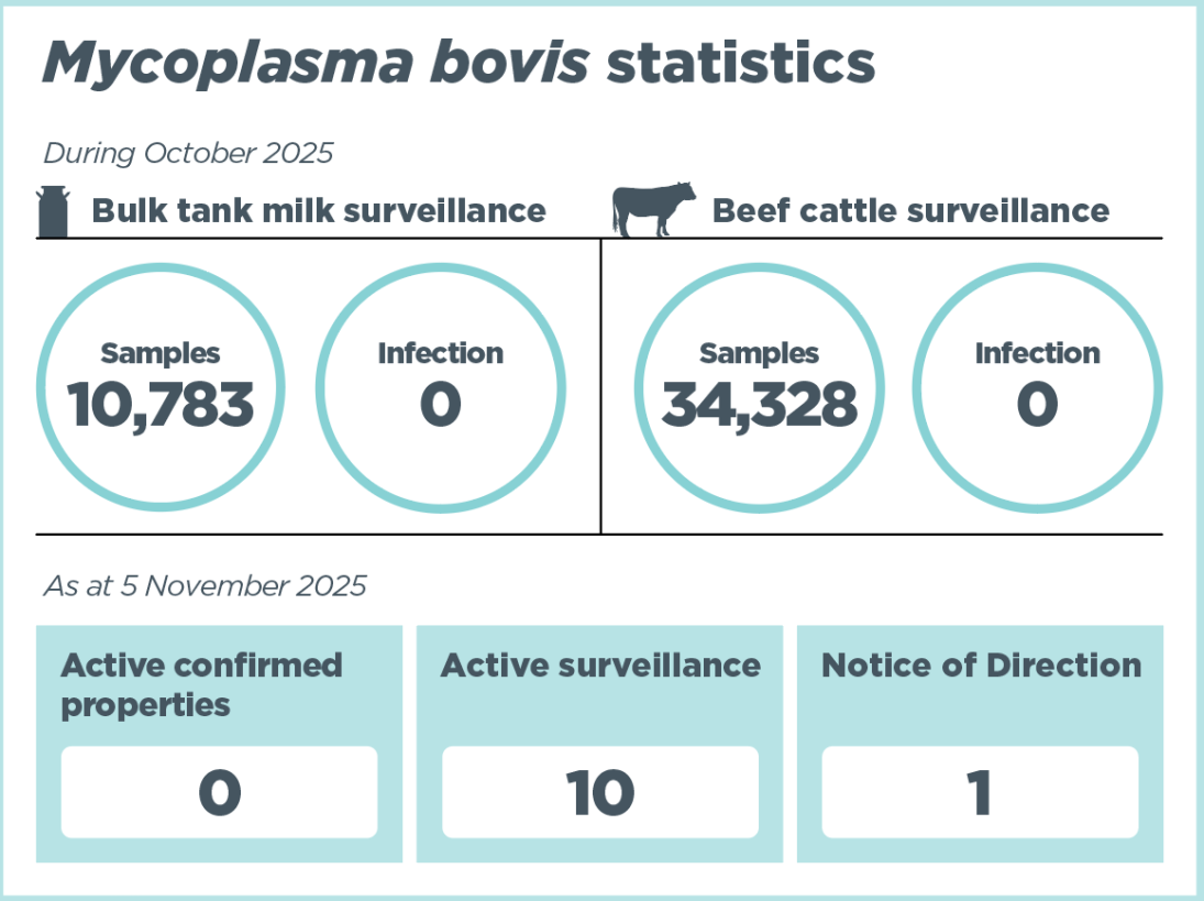 Infographic titled ‘Mycoplasma bovis statistics'. It shows that as at 5 November 2025, there were 282 confirmed properties identified since 2017. There are currently 0 active confirmed properties. National Surveillance shows 10783 bulk tank milk samples taken, 34328 beef samples taken, and 0 confirmed infections. Other key statistics show the number of Notices of Direction issued is 1, the number of properties under active surveillance is 10.