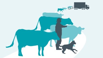 graphic of farmer moving their cattle towards a truck with a loading ramp