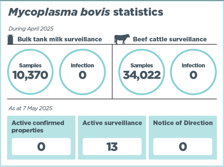 Infographic titled 'Mycoplasma bovis statistics'. It shows that as at 8 January 2025, there were 282 confirmed properties identified since 2017, 0 active confirmed properties, 10,670 bulk tank milk samples taken, 19,329 beef samples taken, and 0 confirmed infections. Other key statistics show that since the last update on 6 December 2024, the number of compensation claims in progress decreased by 1 to 8, the number of Notices of Direction issued remained the same (1), and the number of properties under active surveillance dropped by 12 to 21. The number of cattle culled remains unchanged since last update (189,666).