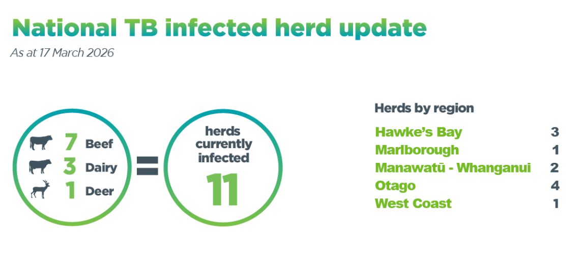 Infographic showing number of infected beef, dairy and deer herds in New Zealand