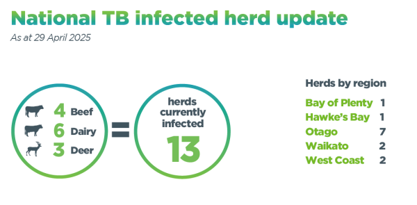 Infographic of number of infected herds in New Zealand