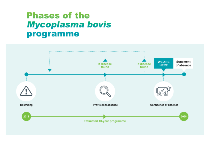 Diagram titled 'Phases of the Mycoplasma bovis programme’. Along the bottom is a horizontal dotted timeline that runs from 2018 to 2028 – the estimated 10-year programme span. Above this are the 3 phases of the programme, from left to right: delimiting, provisional absence and confidence of absence. At the right-hand end, it says statement of absence. A ‘We are here’ label indicates we are at the confidence of absence phase.