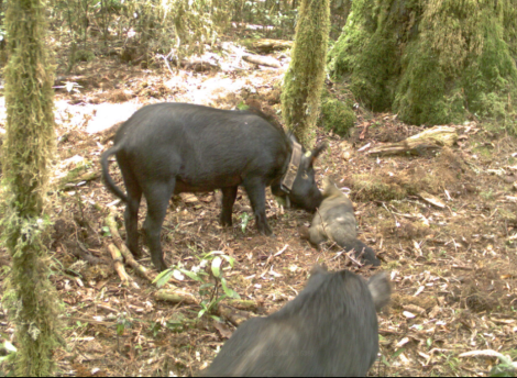 Wild pigs scavenging from a dead possum