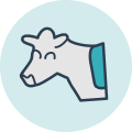 Cow graphic