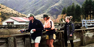 Two farm workers spray cattle while a third person stands behind them to scan the cattle