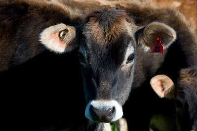 Young calf with NAIT and visual tags in ear