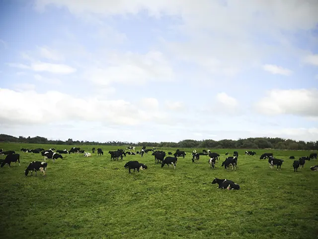 cows grazing