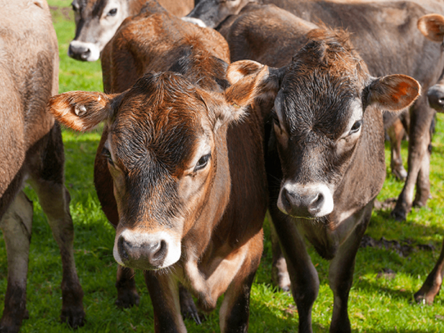 A herd of cows