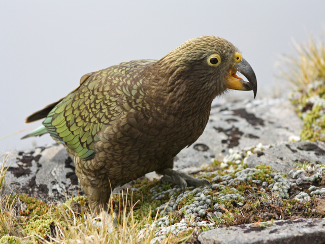A close up of kea bird