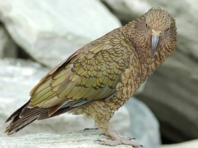 Kea bird sitting on a boulder