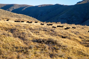Black cattle in a paddock at Molesworth Station