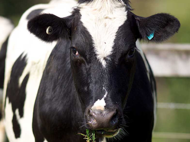 A close up of a tagged cow 