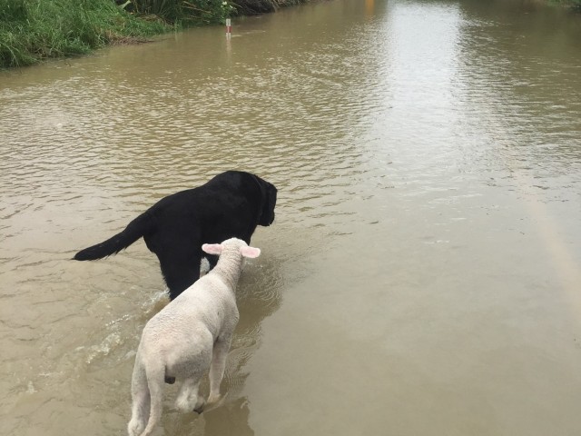 A dog and a sheep wading through a flooded river
