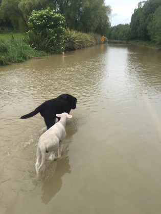Support for farmers affected by flooding in Nelson Tasman | OSPRI