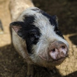 close up of a pig