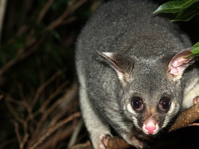 A possum crouching on the branch of a tree