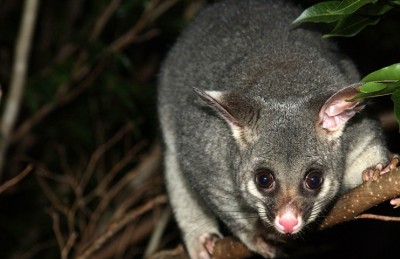 A possum crouching on the branch of a tree