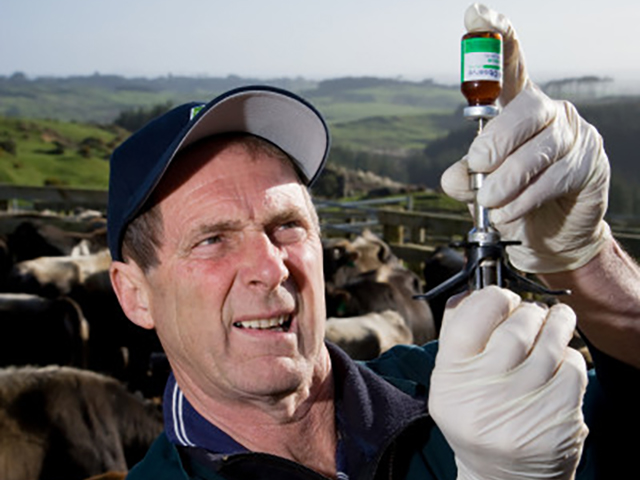 A man drawing a syringe for on-farm testing of cows