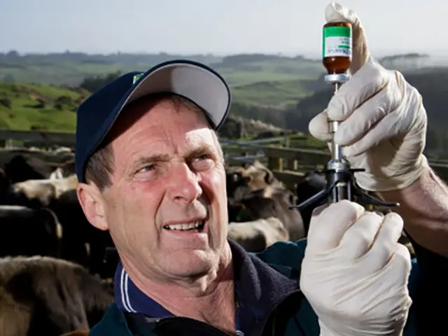 A man drawing a syringe for on-farm testing of cows