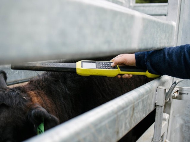 A hand holds a scanner over a cow's head