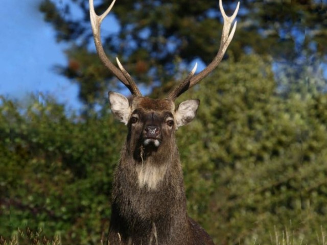 A sika deer with huge antlers