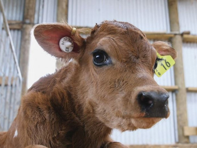 A close up of a tagged calf 