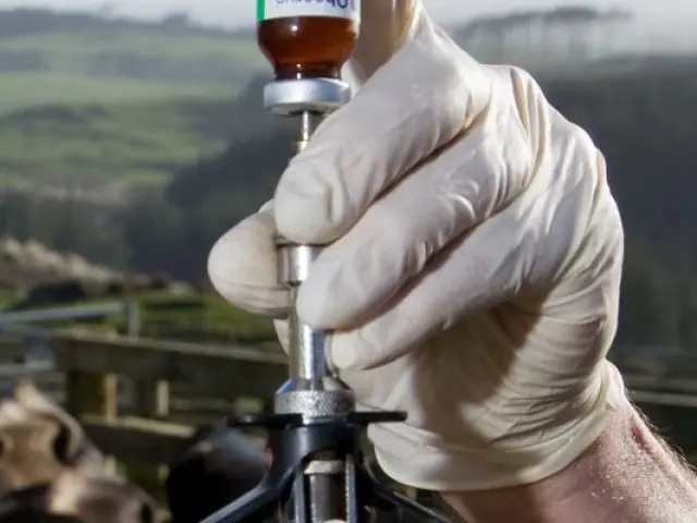 TB tester wearing gloves preparing for a skin test