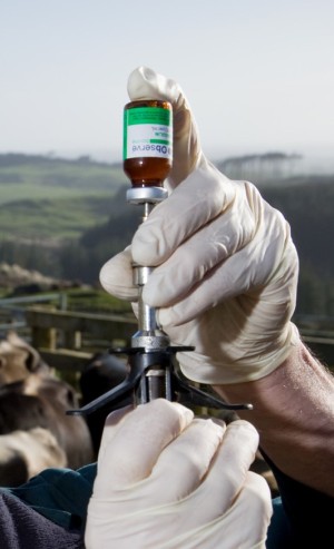 TB tester wearing gloves preparing for a skin test
