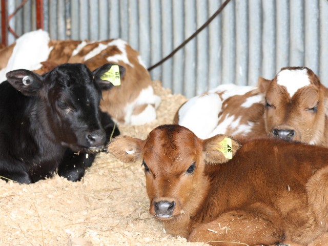A small group of calves sitting in a shed