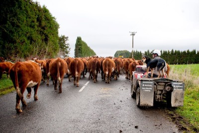 cattle being herded down a road by a farmer on an all terrain vehicle