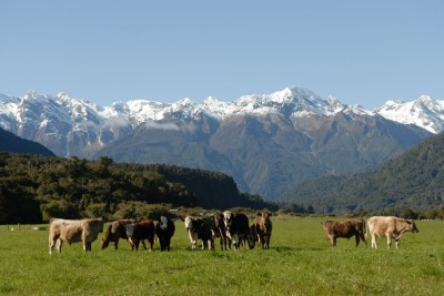 Several cows in a field with a large mountain behind them in the background