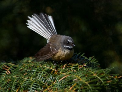 Fantail in the wild