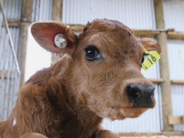 close up of a tagged cow