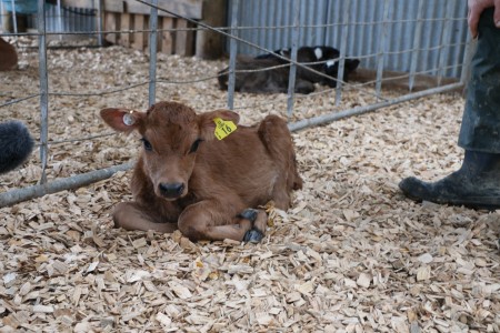 Young calf with NAIT and visual tags in ear