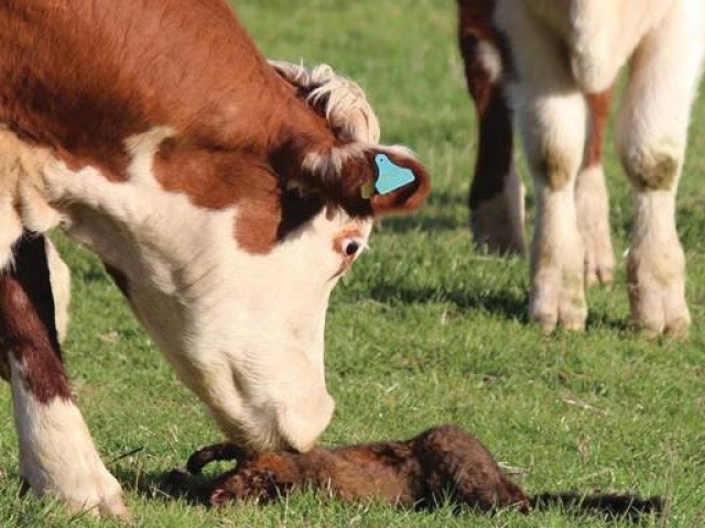 A cow sniffing a deceased possum