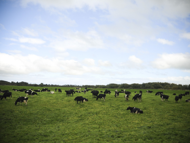 A herd of cows grazing in a field, blue skies