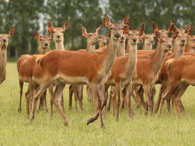 A group of deer in a field