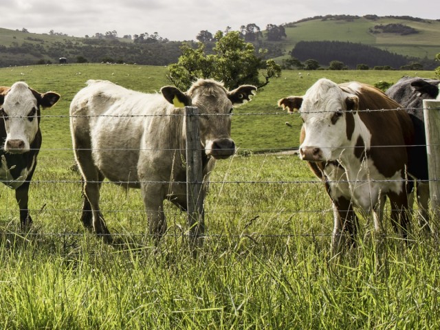 Cows standing behind the fence in a field 