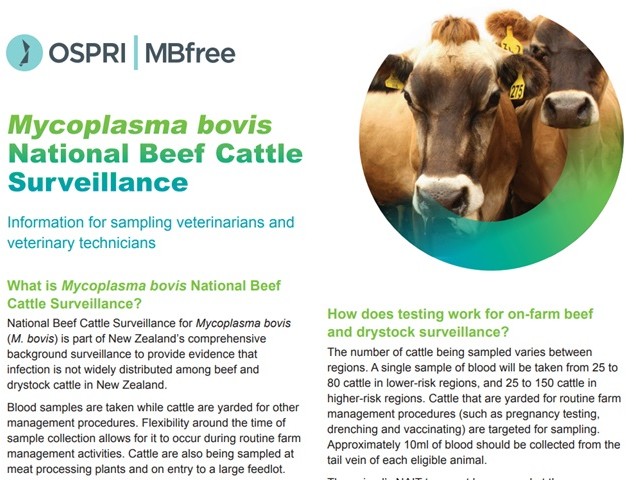 Factsheet cover for ‘Mycoplasma bovis national beef cattle surveillance’ - for vets