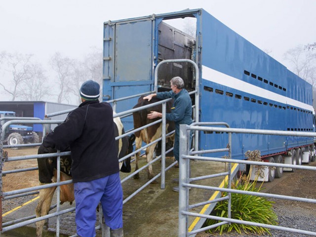 cows loaded on the truck for movement